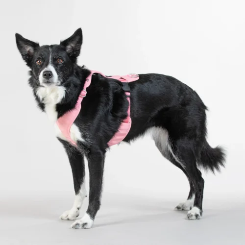 PAIKKA Visibility Harness -Myd Pet Geschaft paikka visibility harness 217807 2000 none
