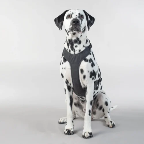 PAIKKA Visibility Harness -Myd Pet Geschaft paikka visibility harness 217809 2000 none