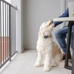 PetSafe Anti-Bell-Halsband -Myd Pet Geschaft petsafe anti blafhalsband 208109 0500 none