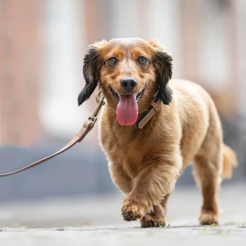 Beeztees Balacron Ax Hundehalsband -Myd Pet Geschaft prod 15392 216315 1000 none