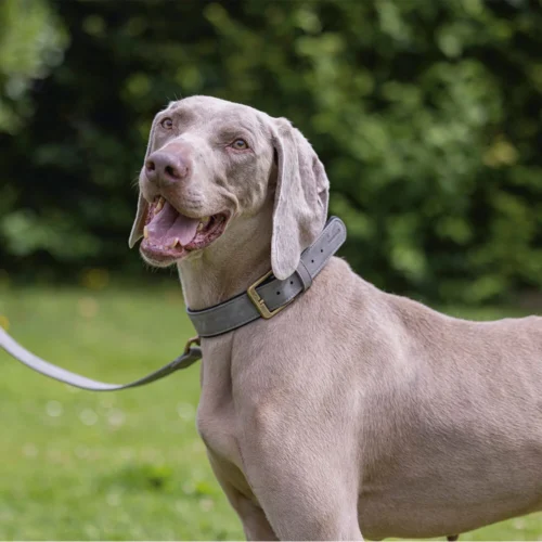 Beeztees Balacron Ax Hundehalsband -Myd Pet Geschaft prod 15392 216320 1000 none