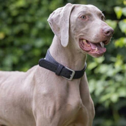 Beeztees Balacron Ax Hundehalsband 24 Beeztees Balacron Ax Hundehalsband -Myd Pet Geschaft prod 15392 216325 1000 none