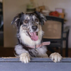 Beeztees Balacron Ax Hundehalsband 39 Beeztees Balacron Ax Hundehalsband -Myd Pet Geschaft prod 15392 216334 1000 none