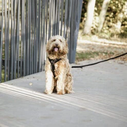 Kentucky Dog Harness Active Velvet -Myd Pet Geschaft prod 15744 218994 0500 none