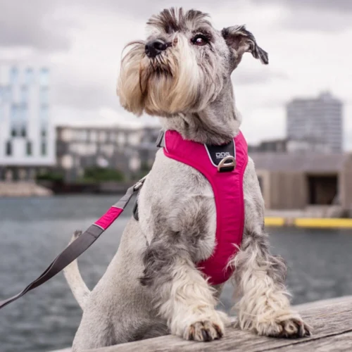 DOG Copenhagen Comfort Walk Pro™ Geschirr 36 DOG Copenhagen Comfort Walk Pro™ Geschirr -Myd Pet Geschaft prod 15938 220300 1000 none