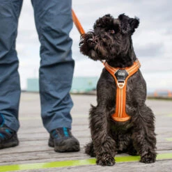 DOG Copenhagen Comfort Walk Air™ Geschirr -Myd Pet Geschaft prod 15939 220308 1000 none