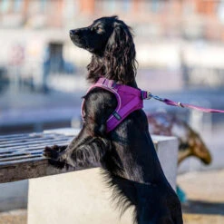 DOG Copenhagen Comfort Walk Go™ Geschirr 21 DOG Copenhagen Comfort Walk Go™ Geschirr -Myd Pet Geschaft prod 15940 220325 1000 none