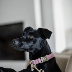 Kentucky Dogwear Hundehalsband Wool 36 Kentucky Dogwear Hundehalsband Wool -Myd Pet Geschaft qSfh9aEnNwIBdrpO3go4UtTy9dHkSm metaS2VudHVja3ktRG9nd2Vhci1Ib25kZW5oYWxzYmFuZC1Xb29sLXJvemUtZGV0YWlsLTEucG5n