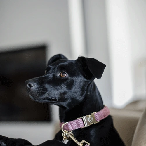 Kentucky Dogwear Hundehalsband Wool 17 Kentucky Dogwear Hundehalsband Wool – Bild 17