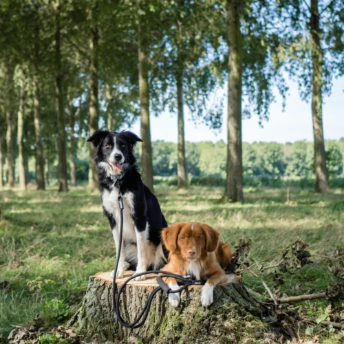 Rebel Petz Verstellbare Duo Leine -Myd Pet Geschaft rebel petz verstelbare duo riem 208508 2000 none