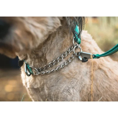 Ruffwear Chain Reaction Halsband -Myd Pet Geschaft ruffwear chain reaction halsband 225322 1000 none