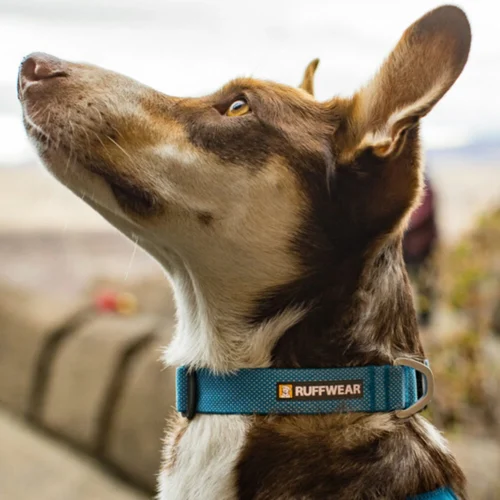 Ruffwear Hi & Light Halsband 11 Ruffwear Hi & Light Halsband -Myd Pet Geschaft ruffwear hi light collar 194264 1000 none
