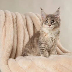 Scruffs Aspen-Decke -Myd Pet Geschaft scruffs aspen blanket 227031 0500 none