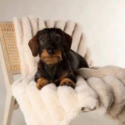 Scruffs Aspen-Decke -Myd Pet Geschaft scruffs aspen blanket 227032 0500 none