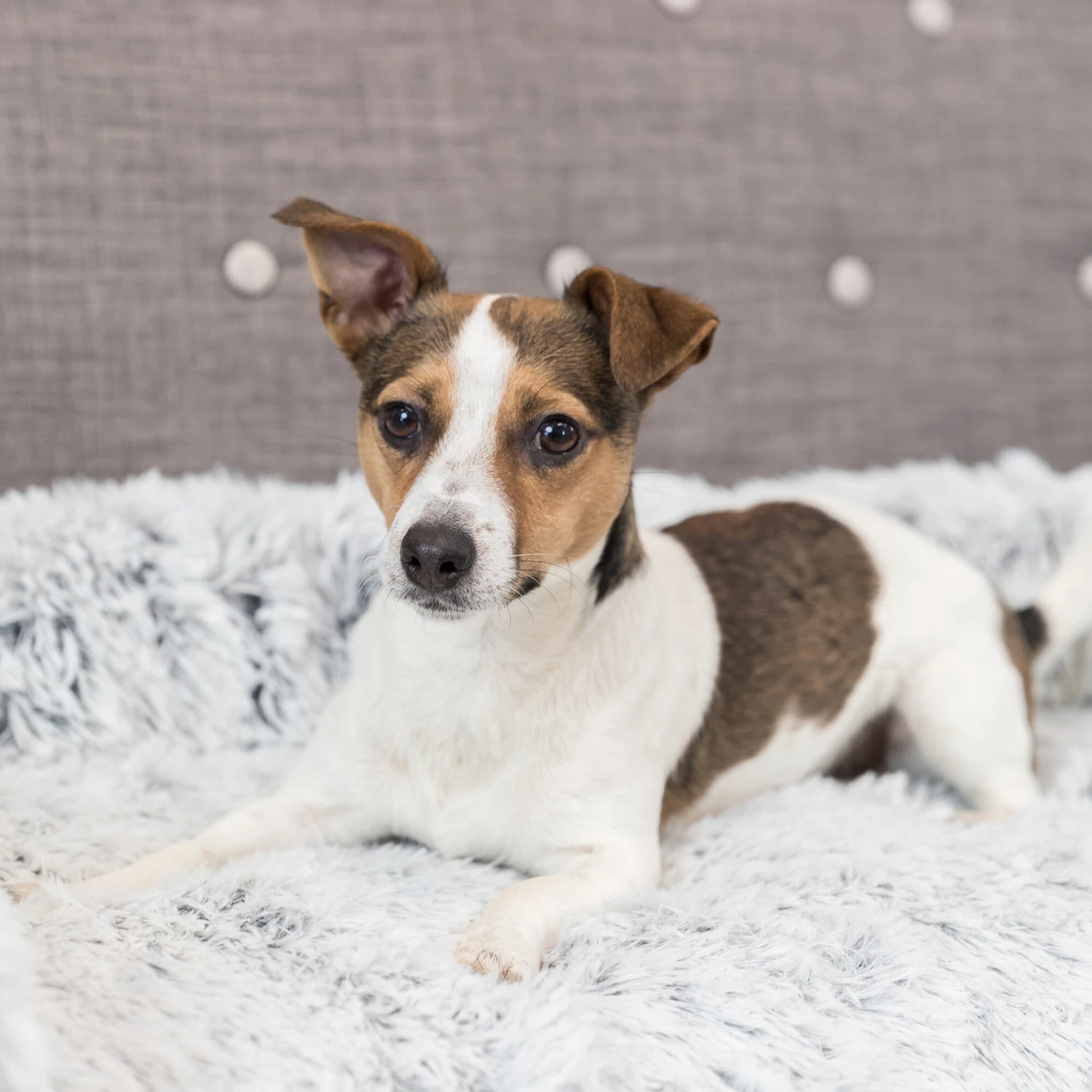 Trixie Polster-Schondecke Harvey 1 Trixie Polster-Schondecke Harvey