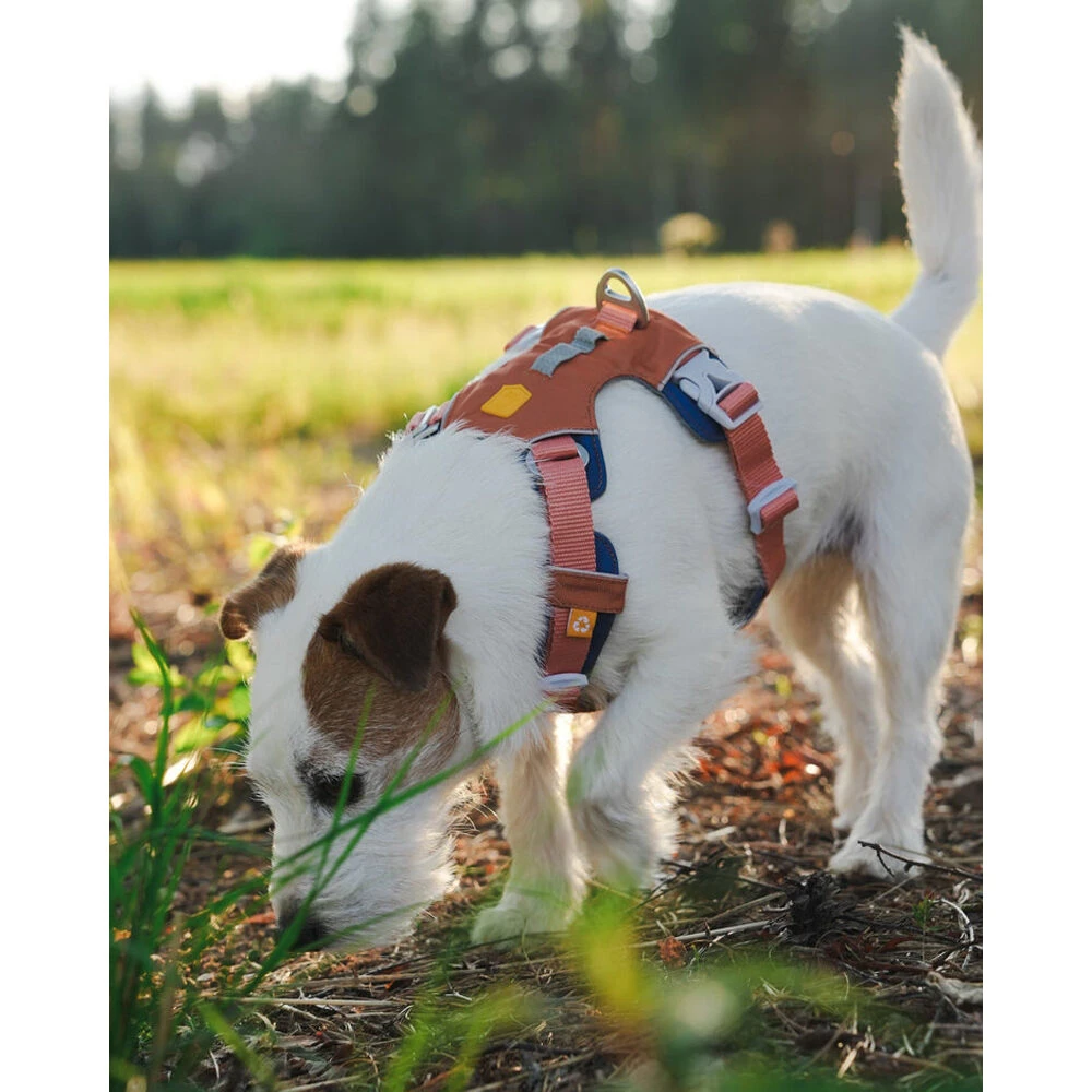 Woolly Wolf Alpha 360 Geschirr 8 Woolly Wolf Alpha 360 Geschirr – Bild 8