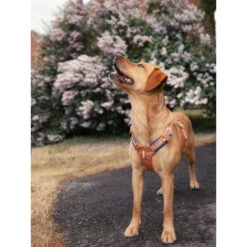 Woolly Wolf Alpha 360 Geschirr 14 Woolly Wolf Alpha 360 Geschirr -Myd Pet Geschaft woolly wolf alpha 360 harnas 224868 1000 none