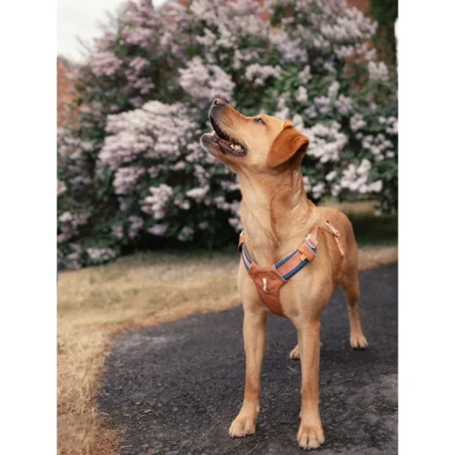 Woolly Wolf Alpha 360 Geschirr 14 Woolly Wolf Alpha 360 Geschirr -Myd Pet Geschaft woolly wolf alpha 360 harnas 224868 1000 none