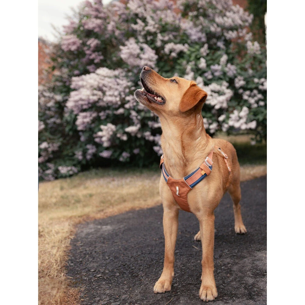 Woolly Wolf Alpha 360 Geschirr 6 Woolly Wolf Alpha 360 Geschirr – Bild 6