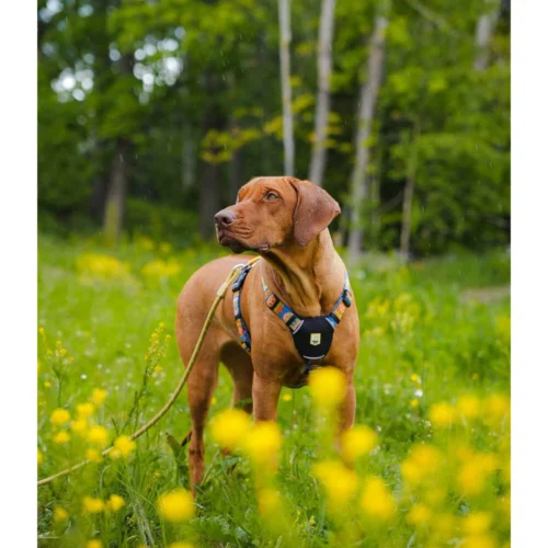 Woolly Wolf Nightless Night Geschirr -Myd Pet Geschaft woolly wolf nightless night harnas 224896 1000 none