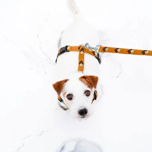 Woolly Wolf Sea To Summit Hundeleine