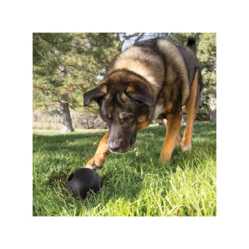 KONG Extreme Ball -Myd Pet Geschaft zICc9CEzAygsGWxdBL2p48RVjwpqOw metaMzY2MC0xLmpwZw